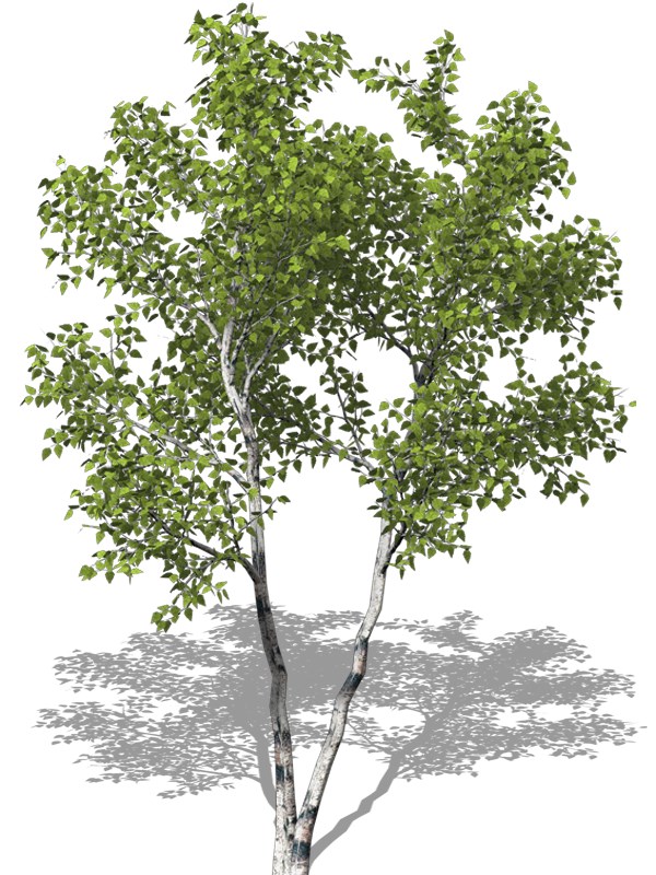 Buy Gray Birch Tree (Betula populifolia), FREE SHIPPING, Wilson Bros  Gardens