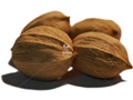 Shagbark Hickory nuts