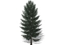 Representation of the White Spruce