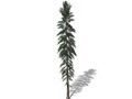 Representation of the Black Spruce