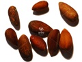 Singleleaf Pinyon nuts