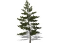 Representation of the Eastern White Pine