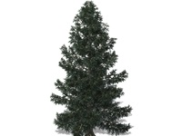 picea_pungens
