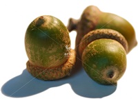 quercus_rubra_acorns