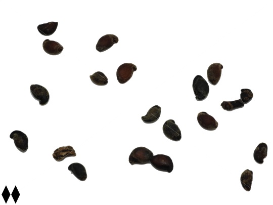 Graines d'amélanchier à feuilles d'aulne