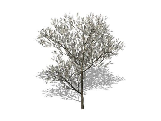 Representation of the Canadian Serviceberry