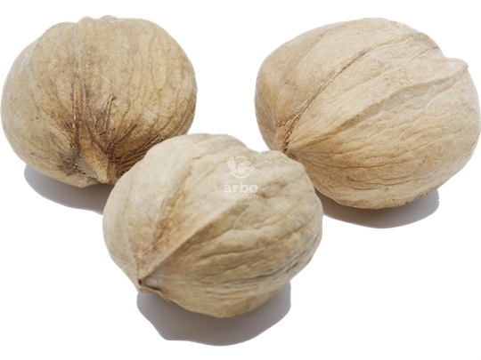 Shellbark Hickory nuts