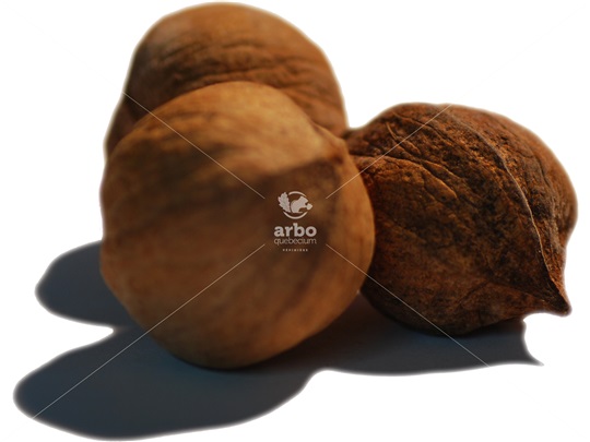 Mockernut Hickory nuts