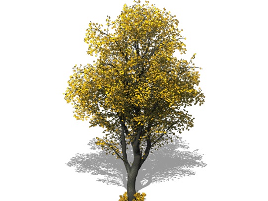 Representation of the Yellow-Wood