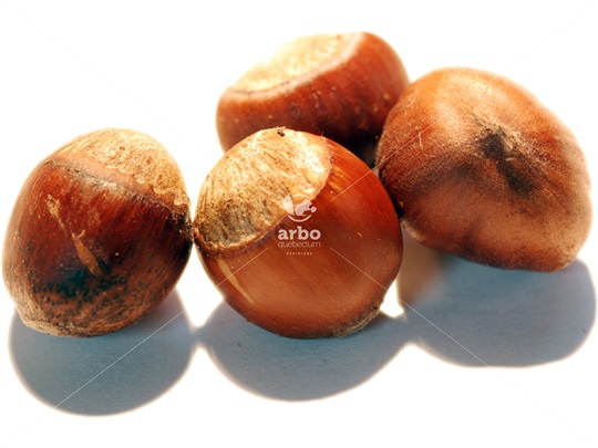 American Hazelnut nucules (nutlets)