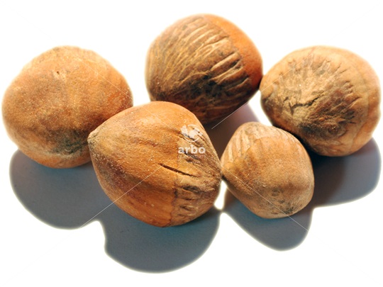 Turkish Hazelnut nucules (nutlets)