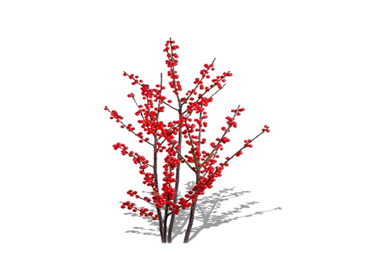 Representation of the Winterberry