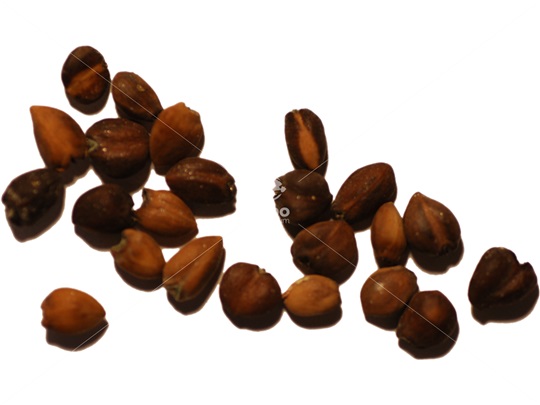 Sweetbay Magnolia seeds