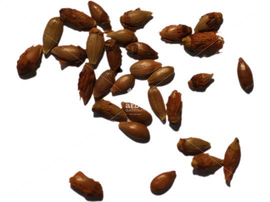 Ironwood seeds