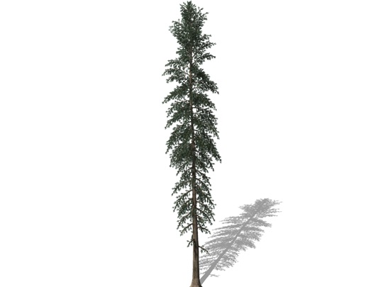 Representation of the Black Spruce