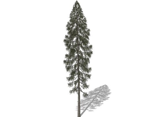 Representation of the Red Spruce