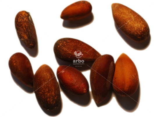 Singleleaf Pinyon nuts