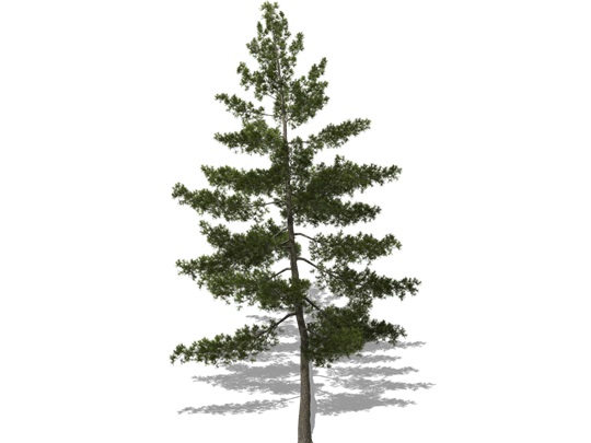 Représentation du pin blanc