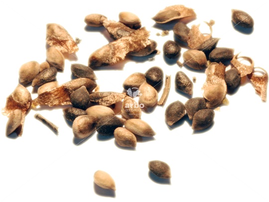 Scots Pine seeds
