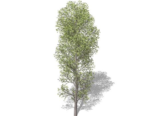 Representation of the Largetooth Aspen