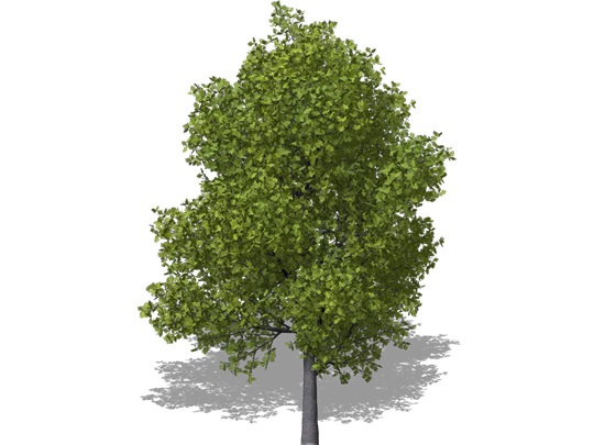 Representation of the Chinquapin Oak