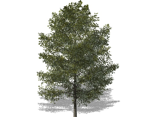 Representation of the Basswood