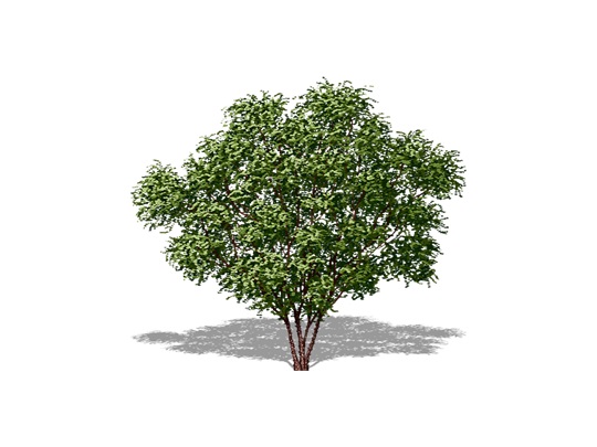 Representation of the Northern Prickly-ash