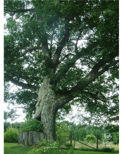 Le chêne rouge de Cookshire