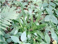 Carex plantain