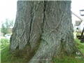 La base du chêne rouge de Cookshire