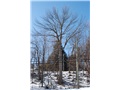 Le frêne blanc du cimetière Elmwood par un agréable après-midi d'hiver