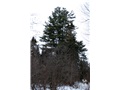 Le pin blanc de La Patrie, un géant à plusieurs têtes
