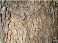Écorce du pin gris à maturité