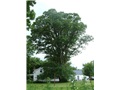 Le chêne à gros fruits de Stanbridge-East