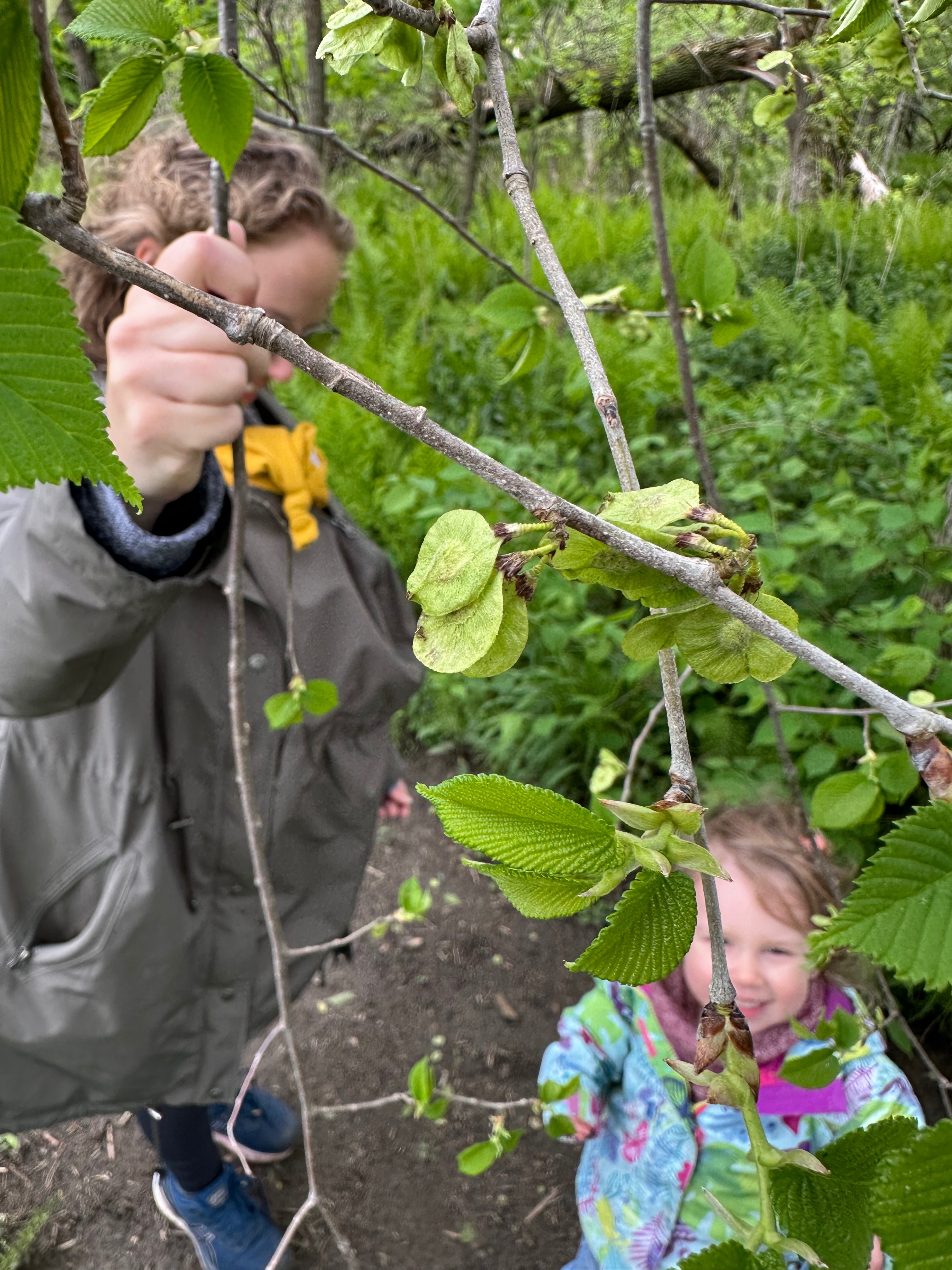 Cueillette de semences d'orme rouge au printemps 2025