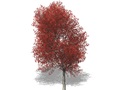 Representation of the Red Maple
