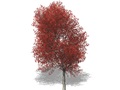 Représentation de l'érable rouge