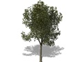 Representation of the American Buckeye