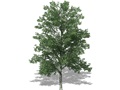 Representation of the Shellbark Hickory