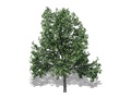 Representation of the Shagbark Hickory
