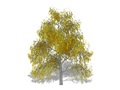 Representation of the Mockernut Hickory