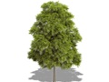Representation of the American Chestnut