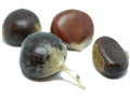 Wildlife Hybrid Chestnut nuts