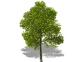 Representation of the Southern Catalpa