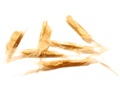 Southern Catalpa winged seeds