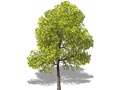 Representation of the Northern Catalpa