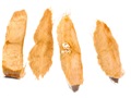 Northern Catalpa winged seeds