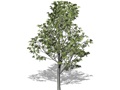 Representation of the Hackberry