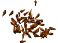 Buttonbush seeds
