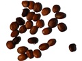 Redbud seeds